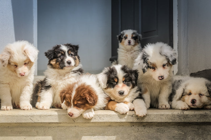 10 Adorable 3D-Printed Pet Items