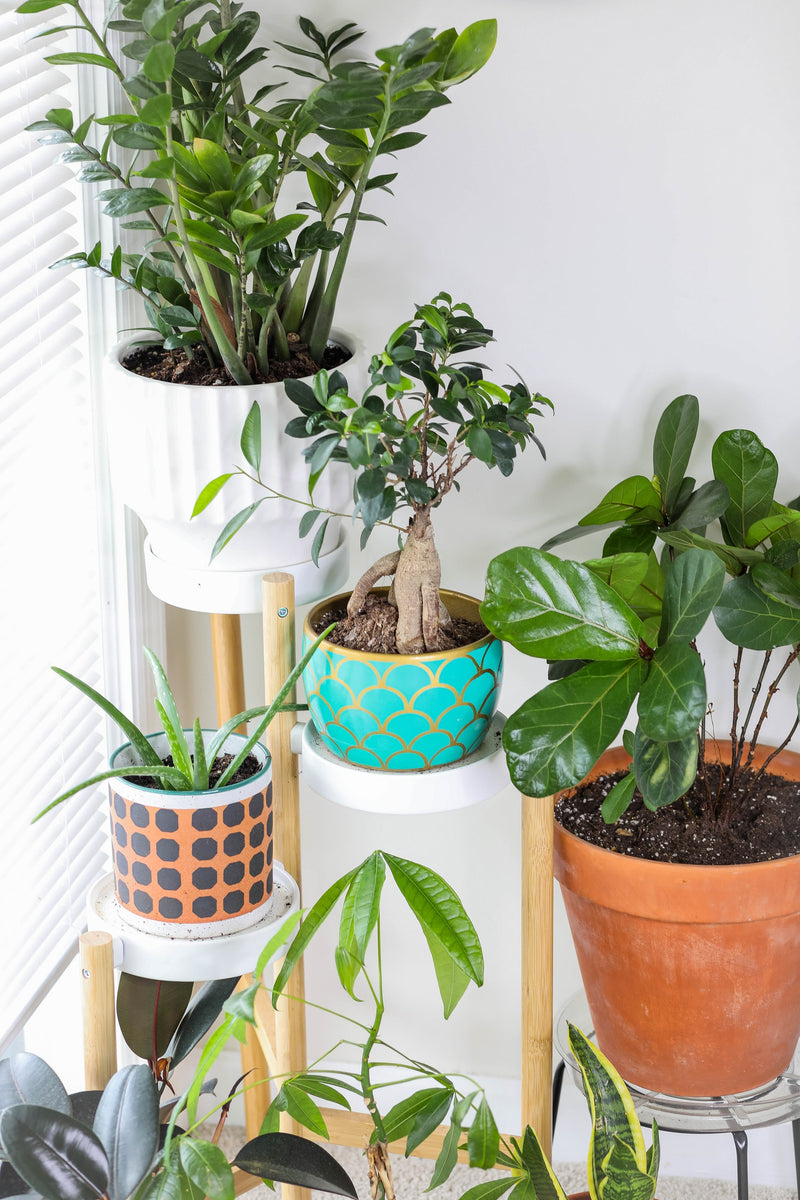 Group of plants in pots